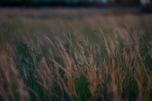 Sunset grass field blowing gently, blurred background photo