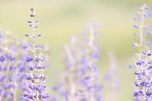Purple wildflowers bloom in field, soft focus background, nature photography photo