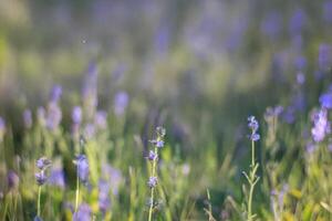 Spring meadow wildflowers sunset bokeh background photo
