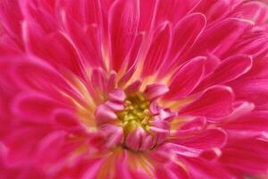 Close-up Pink Flower Macro Shot, Soft Background, Botanical Design photo