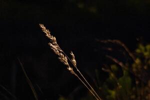 Illuminated grass stalk, night field, dark background, nature photography photo