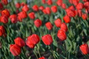 Red tulips blooming spring garden background photo
