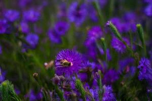 Bee pollinating purple flowers in field, blurred background photo