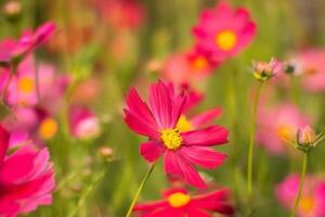 Pink cosmos field, sunrise, blooming, garden, nature photo