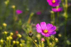 Pink cosmos flower blooming in field, sunset photo