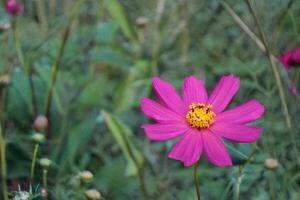 Pink cosmos flower blooms in field, nature background photo