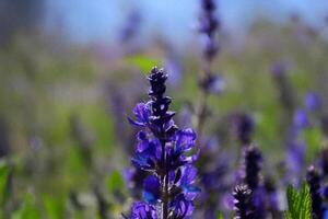 Purple wildflowers bloom in sunny meadow photo