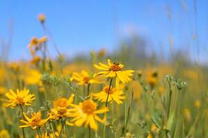 Bee pollinating wildflowers, sunny meadow, summer photo