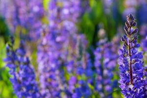 Purple lupines bloom in field, blurred background, nature photography, idyllic scene photo