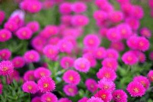 Pink flowers bloom, garden backdrop, blurred background, floral design photo
