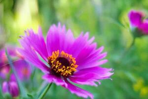 Pink cosmos flower blooms in garden, blurred background photo