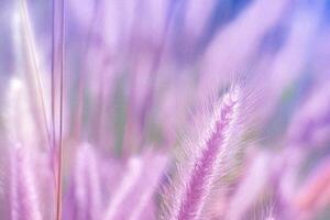 Purple grass field, soft focus, tranquil scene, nature background, design element photo