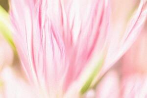 Soft Pink Flower Close-up, Blurred Background, Spring photo