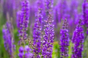 Purple flowers field, close-up, blurred background, nature photo