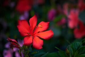 Vibrant red flower blooms in garden, bokeh background photo