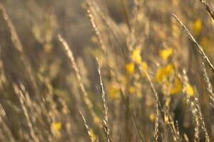 Golden grasses swaying, field, autumn sunlight, blurred background, nature backdrop photo