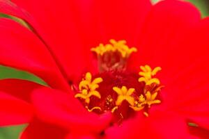 Red Zinnia Closeup, Garden Bloom, Macro Shot photo