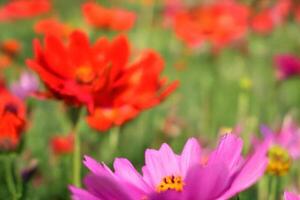 Vibrant cosmos flowers blooming in field, sunny day photo