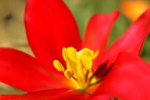Red tulip closeup, garden bokeh, spring bloom, nature photography, floral design photo