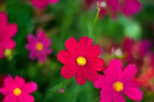 Vibrant pink cosmos bloom close-up, garden bokeh photo