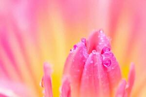 Dewdrops on Pink Flower Closeup, Soft Background photo