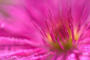Pink flower macro, dew drops, garden, bokeh background, nature design photo