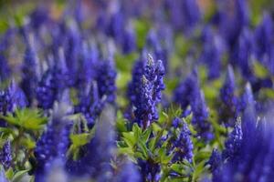 Blue lupine field, garden bloom, spring, nature background, website photo