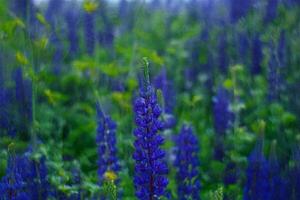 Lupines blooming in a field, misty background, nature photography photo