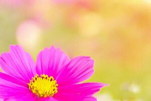 Pink cosmos flower closeup, garden bokeh background, spring bloom, nature card photo