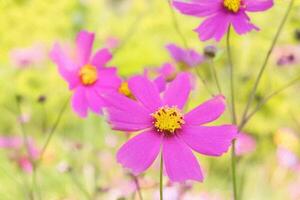 Pink cosmos flowers blooming in garden, soft focus background, nature photography, greeting card photo