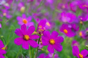 Vibrant pink cosmos field, blooming, nature, background blur, gardening photo