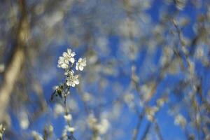 Spring blossoms, branch detail, sunny day, blurred background, nature scene photo