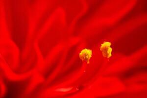 Red flower stamens close-up, blurred background, nature macro shot photo