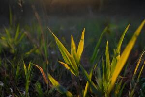Sunrise Meadow Grass Close-up, Dewdrops, Blurred Background photo