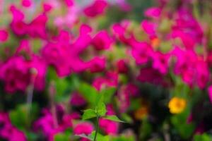 Vibrant pink flowers bloom, garden background, bokeh, nature photo