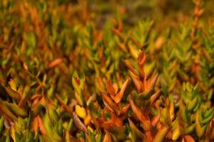 Coastal succulent plants thrive in sunlight, blurred background photo