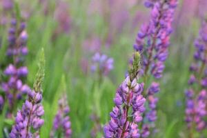 Purple lupines blooming in field, summer meadow background, nature wallpaper photo