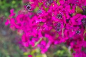 Vibrant pink flowers bloom, garden backdrop, nature photography, website design photo