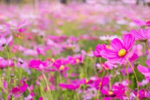 Pink cosmos field, blurred background, floral beauty, nature scene, spring photo