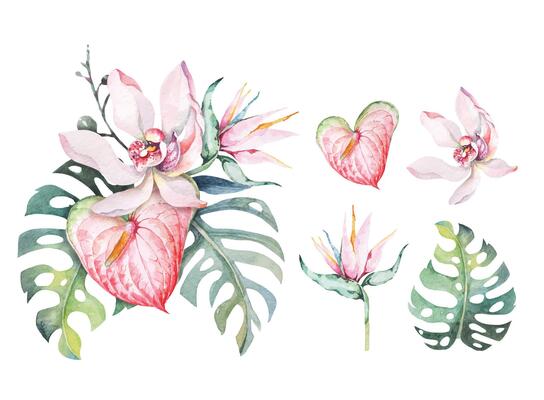 Tropical flower watercolor.Composition of orchid, anthurium,monstera leaves.Aloha flower in summer.