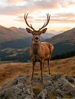 Majestic red deer stag stands proudly on a rocky mountaintop at sunset photo