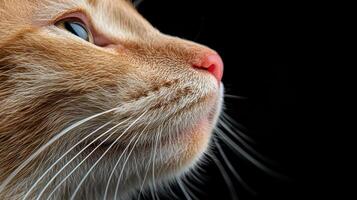 Close up of a ginger cats face, whiskers, and nose photo