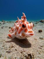Close up of a vibrant orange and white fish on the ocean floor photo
