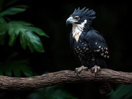 Majestic black and white hawk perched on a branch photo