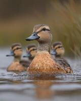 Female mallard duck with ducklings swimming in a pond photo