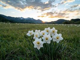 White daffodils in a field at sunset with mountains in the background photo