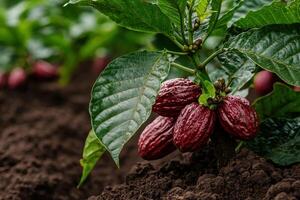 Close up of ripe cocoa pods on a cacao tree photo