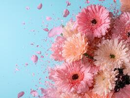 Pink gerbera daisies exploding with petals on a blue background photo
