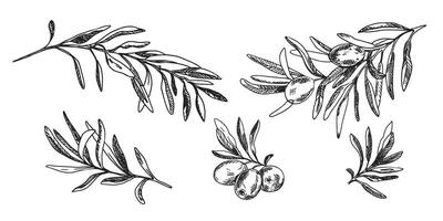 Olive branches and fruits set isolated on background. Hand drawn , Ink graphic illustration. Can be used for menu, logos and products, food packaging design vector