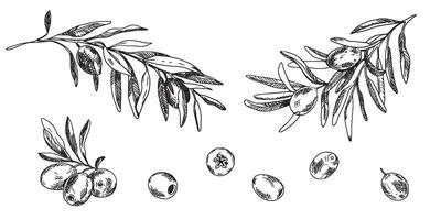 Olive branches and fruits set isolated on background. Hand drawn Line art, Ink graphic illustration. Can be used for menu, logos and products, food packaging design vector